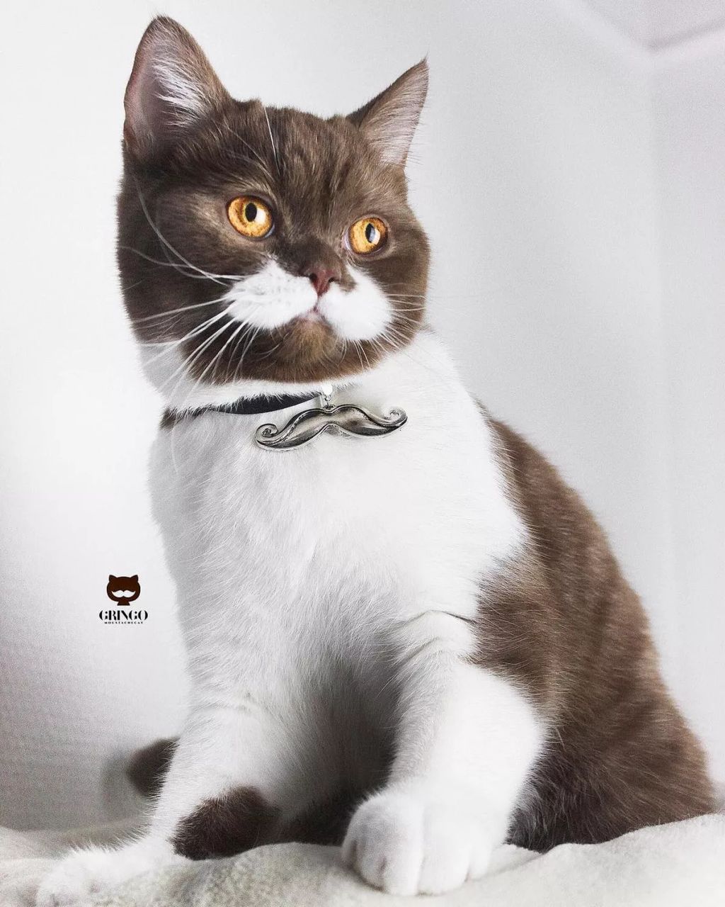 Forrás: Instagram/gringomoustachecat 