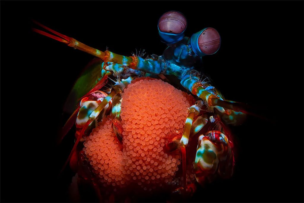 Fotó: Matteo Visconti/Ocean Art Underwater Photo Competition
