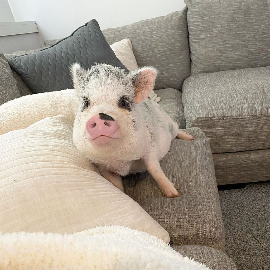 Forrás: Instagram/lucy_thepig 