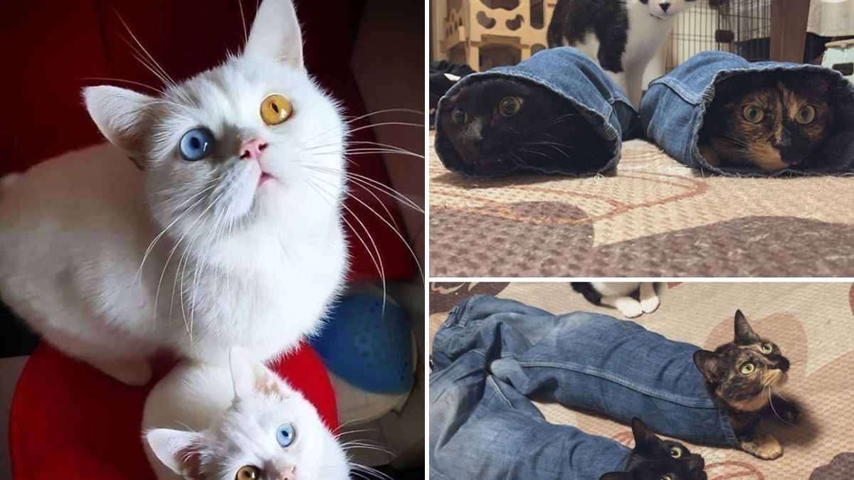 Kacagtató fotók macskákról, melyeket azonnal látnod kell! – Galéria - Life