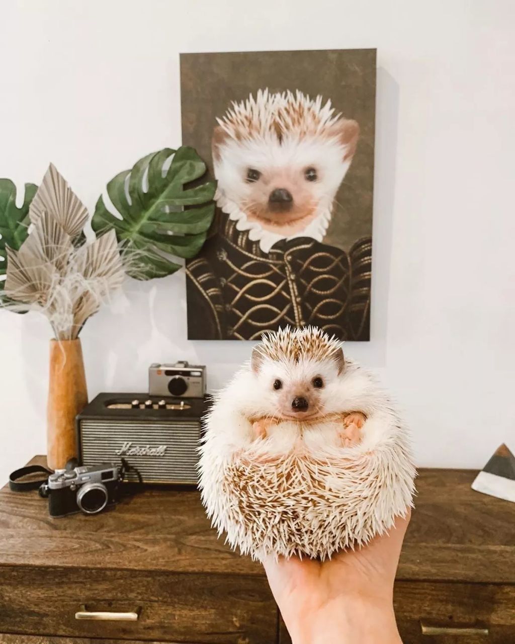 Forrás: Instagram/Crown & Paw