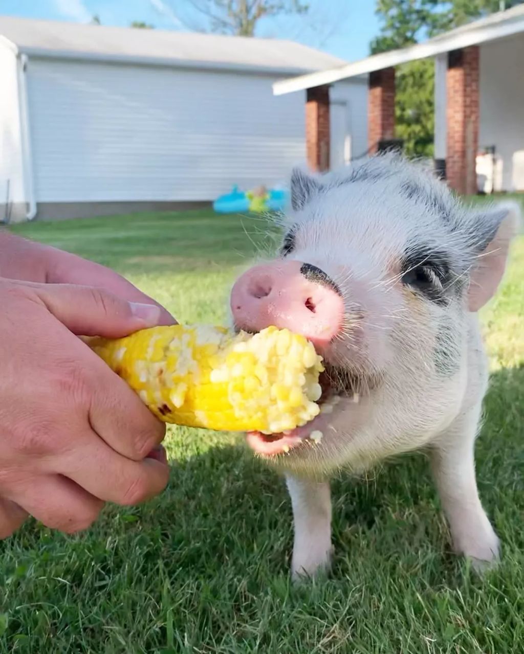 Forrás: Instagram/lucy_thepig