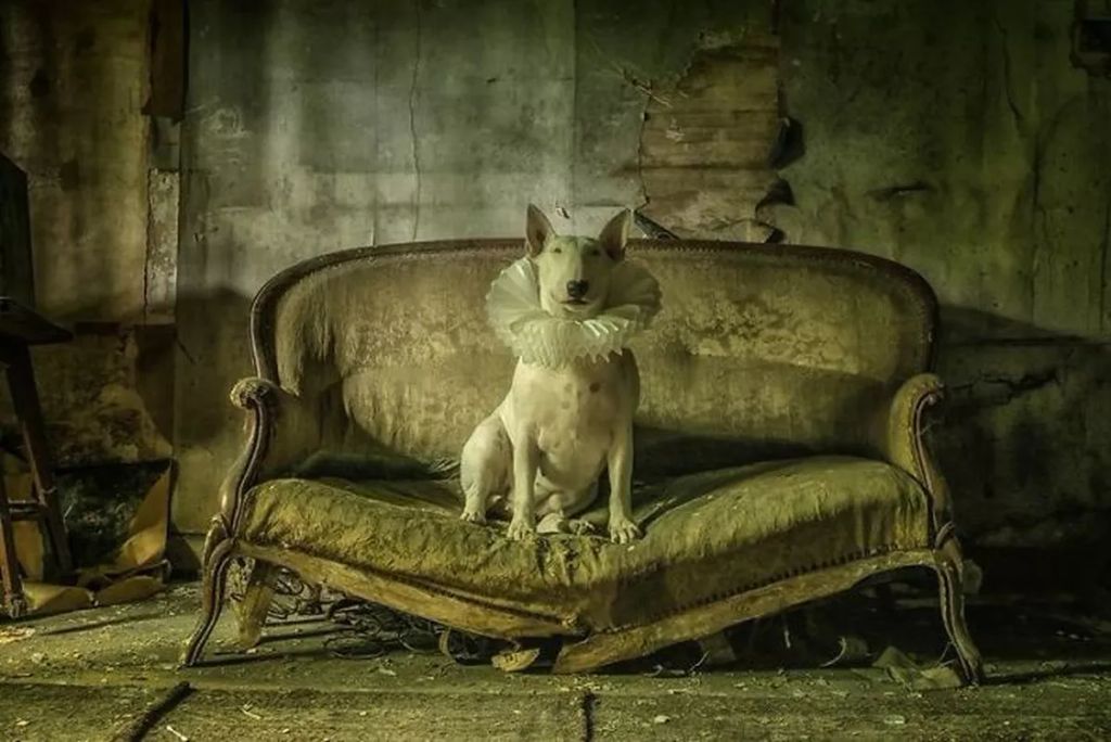 Forrás: Instagram/Claire the Bull Terrier