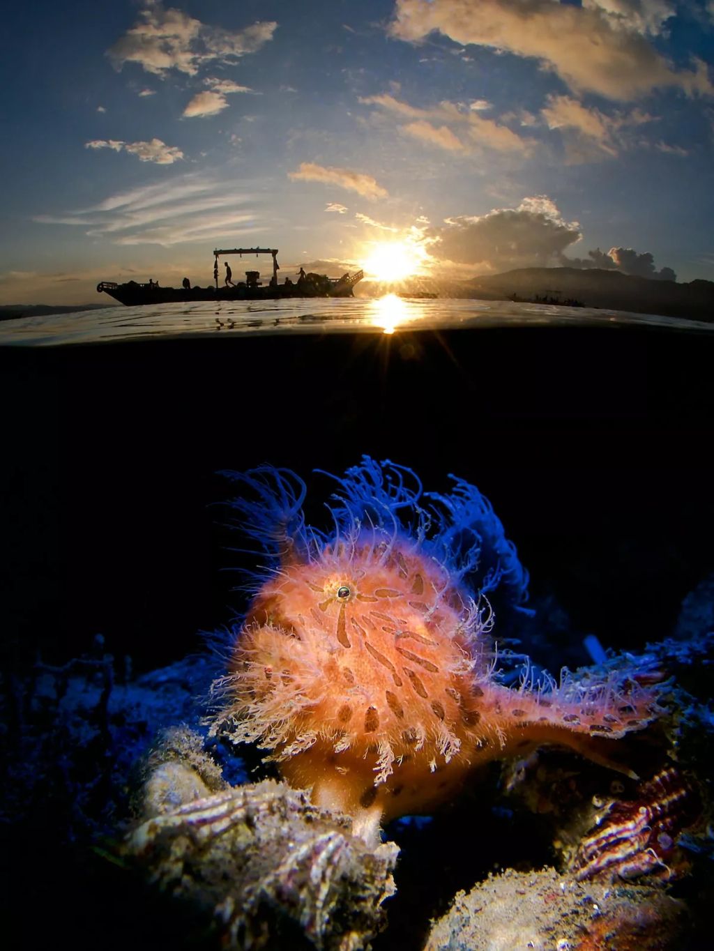 Fotó: Enrico Somogyi/Ocean Art Photography Contest