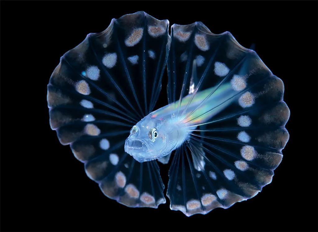 Fotó: Steven Kovacs/Ocean Art Underwater Photo Competition