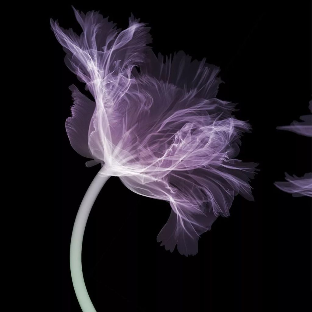 Forrás: Instagram/nickveaseyxray