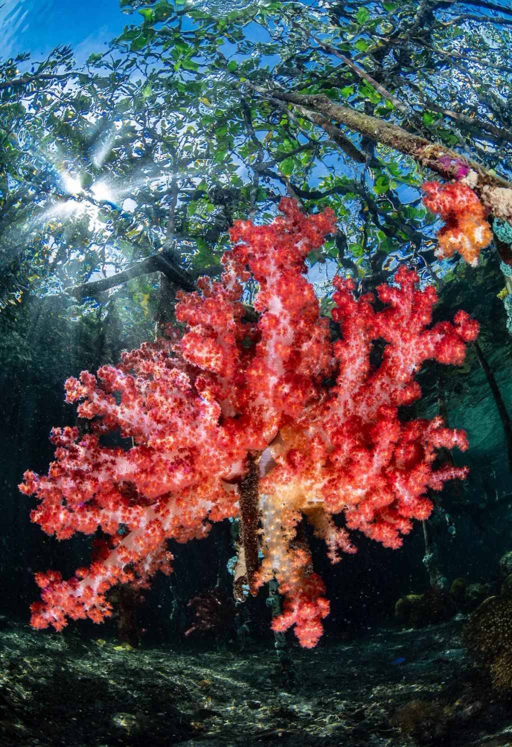 Fotó: Nicholas More /Ocean Art Photography Contest