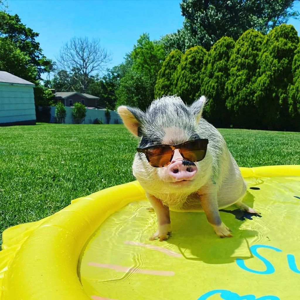 Forrás: Instagram/lucy_thepig