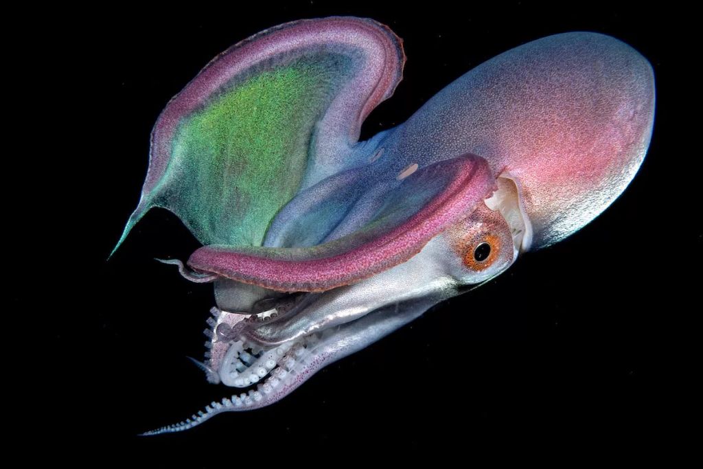 Fotó: Paolo Bausani/Ocean Art Photography Contest