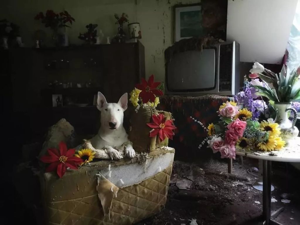 Forrás: Instagram/Claire the Bull Terrier