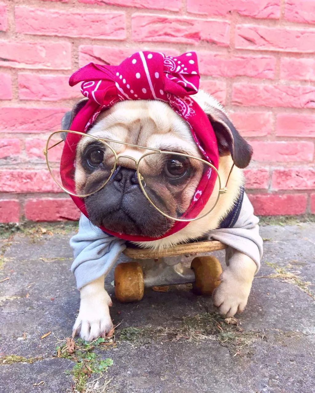 Forrás: Instagram/Loulou the Pug