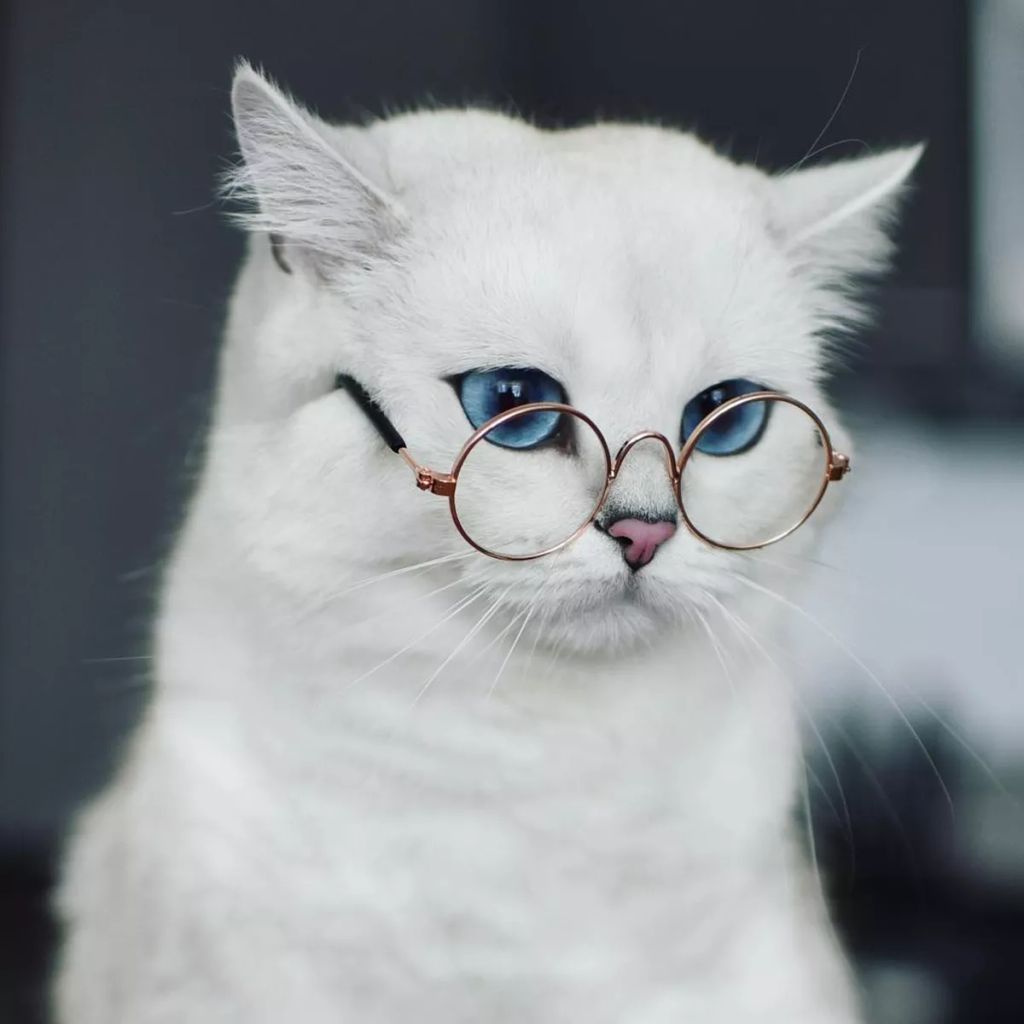 Forrás: Instagram/cobythecat