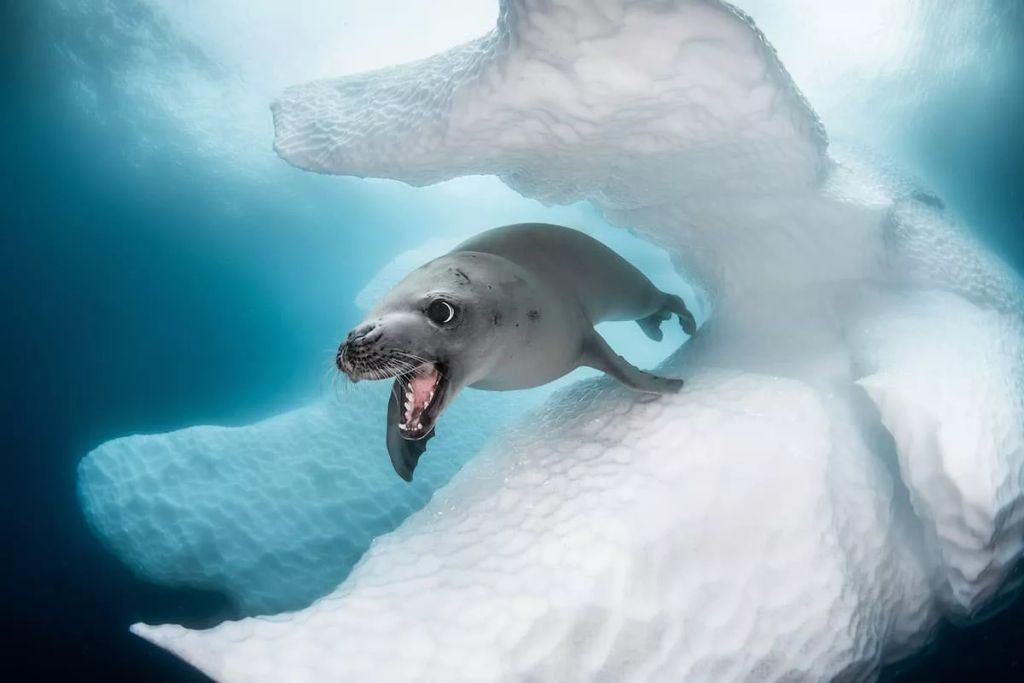 Fotó: Greg Lecoeur/Ocean Art Photography Contest