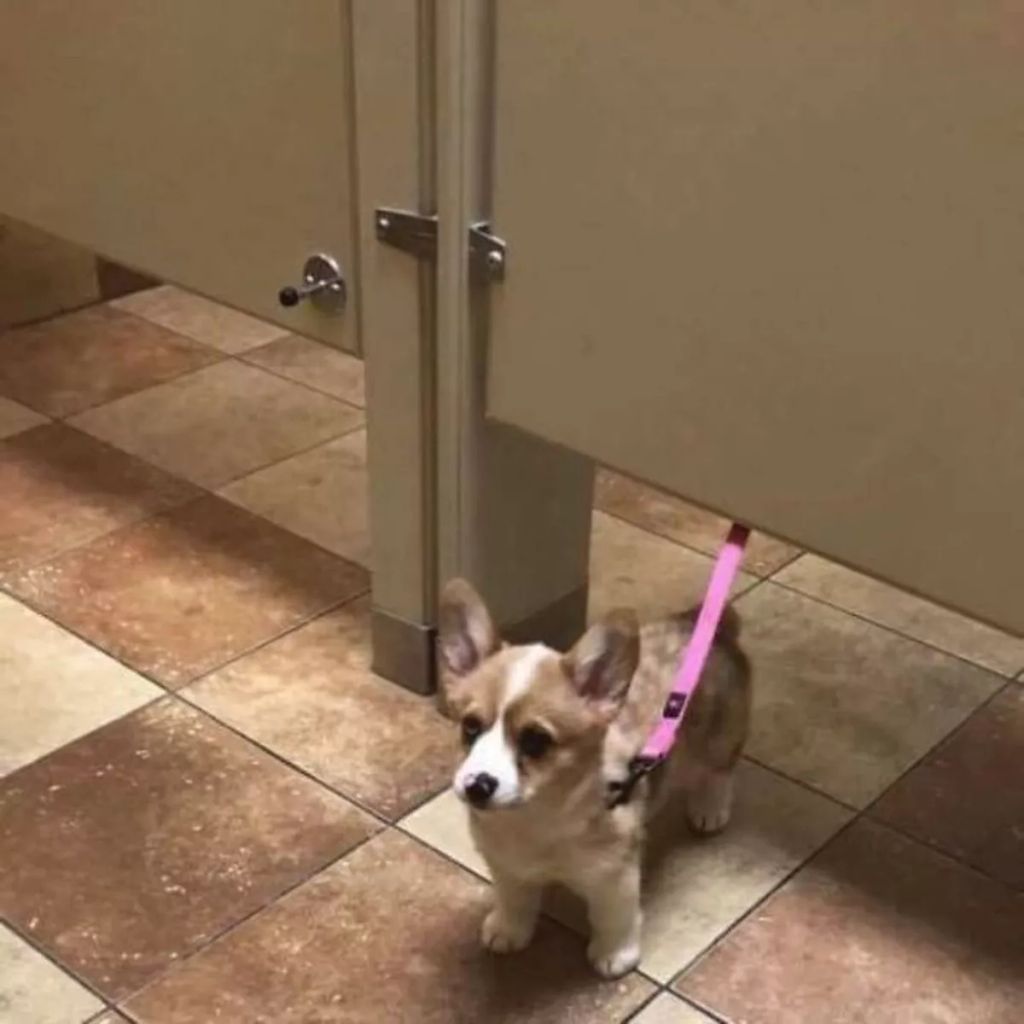 Forrás: Facebook/Important Animal Images