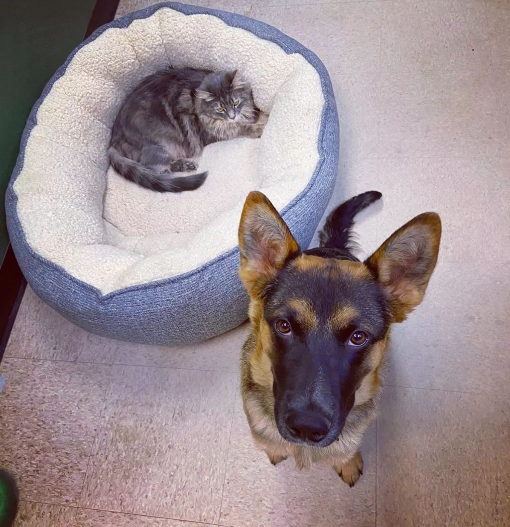 Forrás: Instagram/meeko_thegsd 