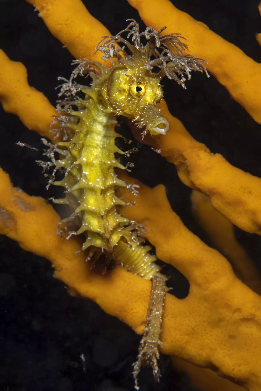 Fotó: Virginia Salzedo/Ocean Art Photography Contest