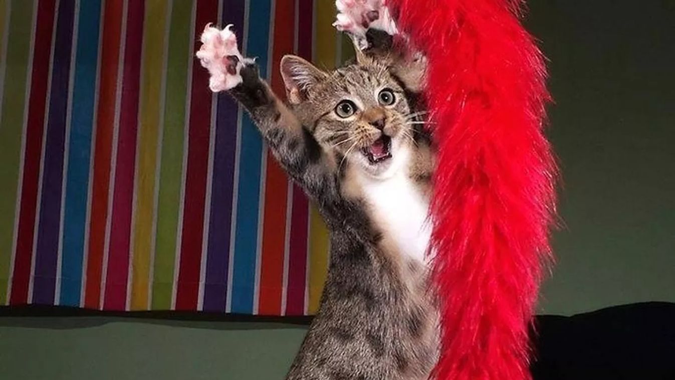 Forrás: comedypetphoto.com