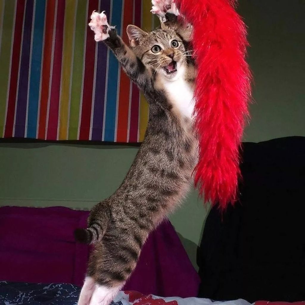 Forrás: comedypetphoto.com