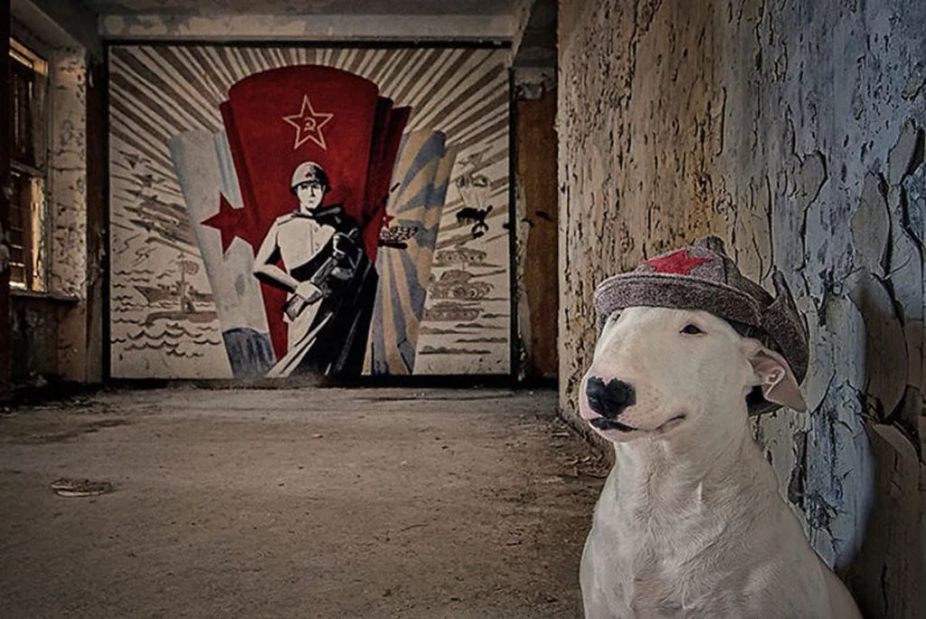 Forrás: Instagram/Claire the Bull Terrier