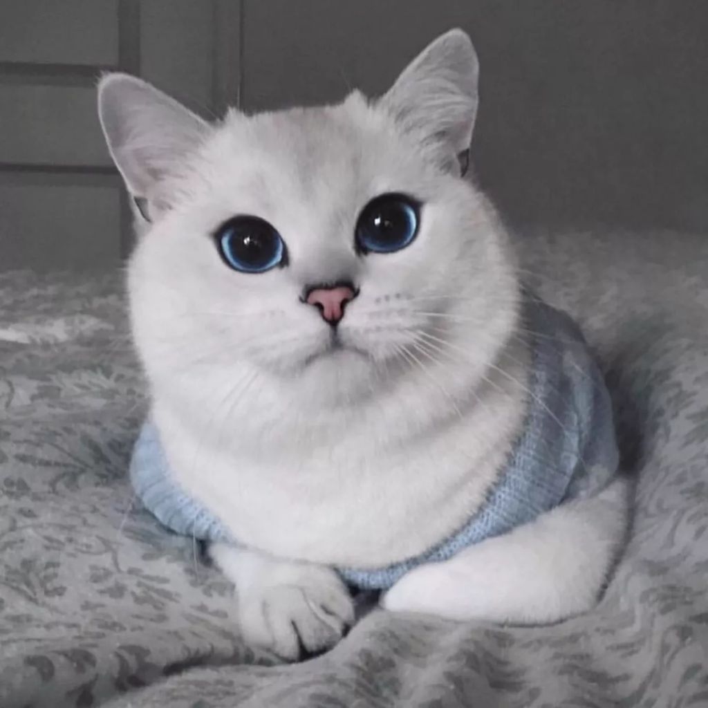Forrás: Instagram/cobythecat