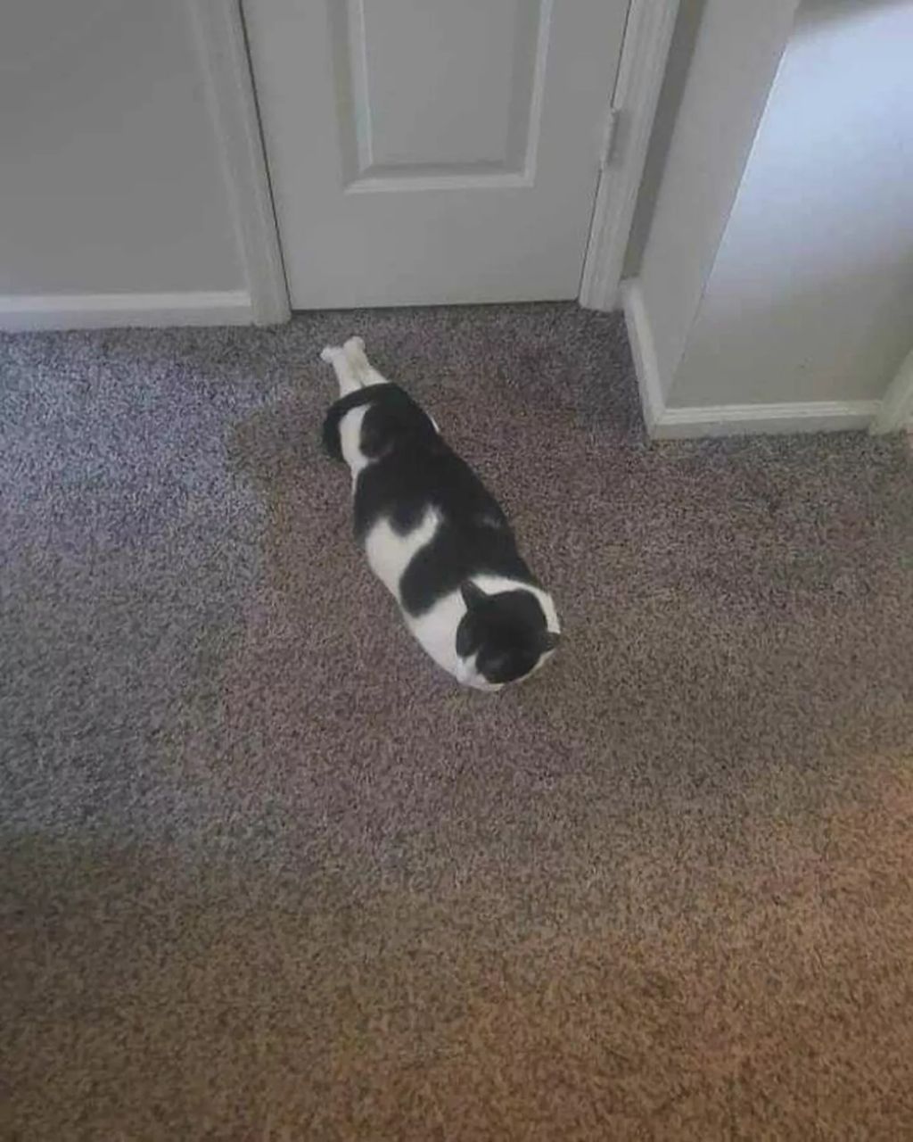 Forrás: Bored Panda