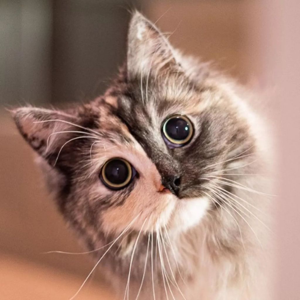 Forrás: Instagram/geri.cat