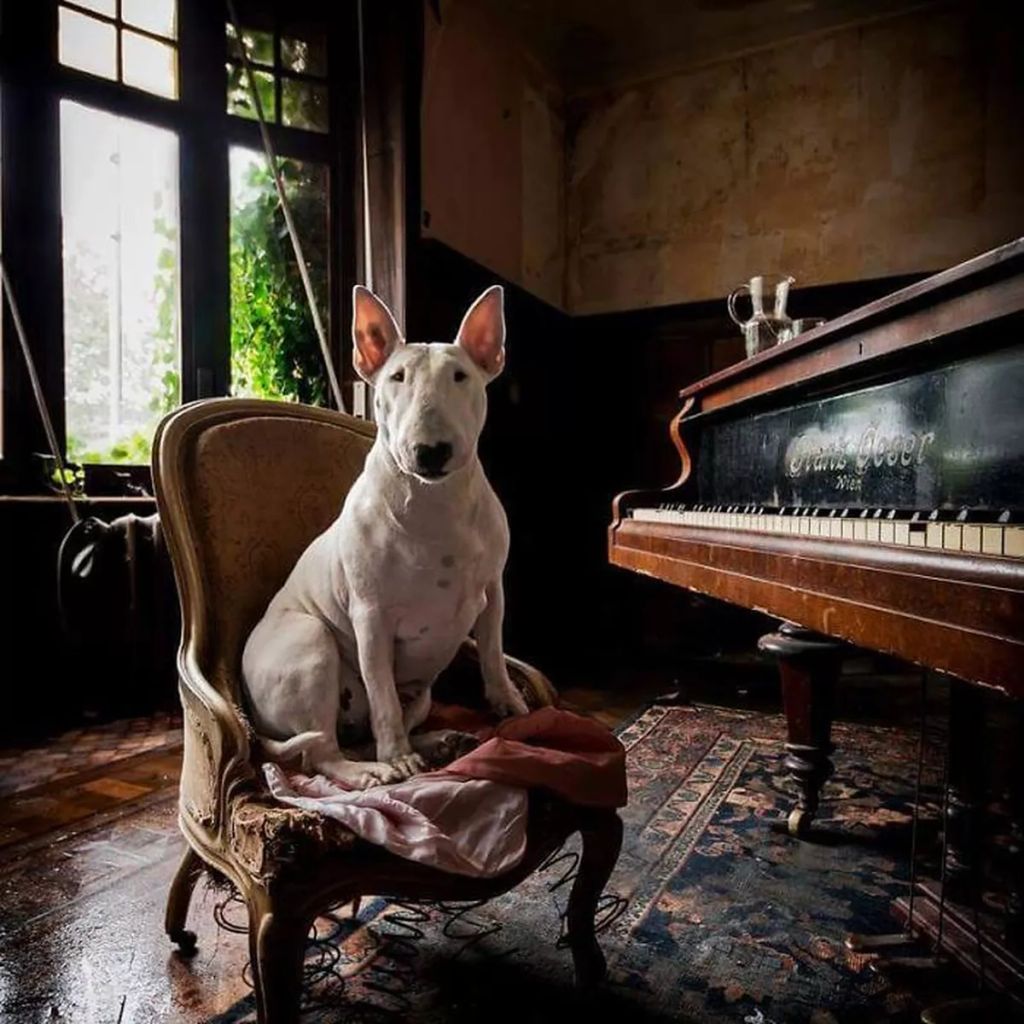 Forrás: Instagram/Claire the Bull Terrier