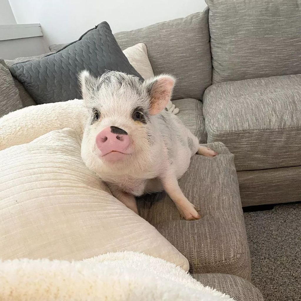 Forrás: Instagram/lucy_thepig