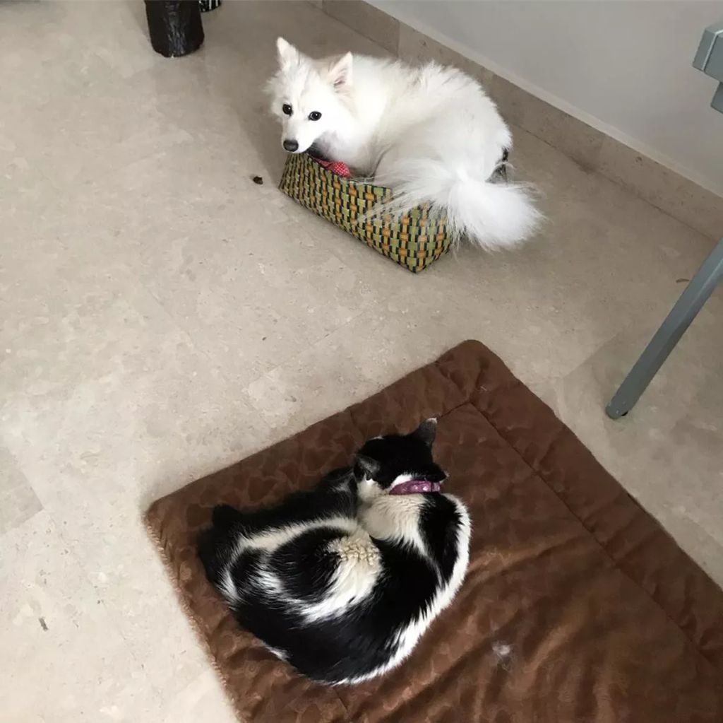 Forrás: Instagram/fairygel_catlover 