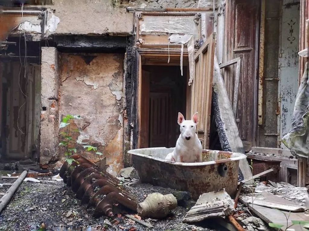 Forrás: Instagram/Claire the Bull Terrier