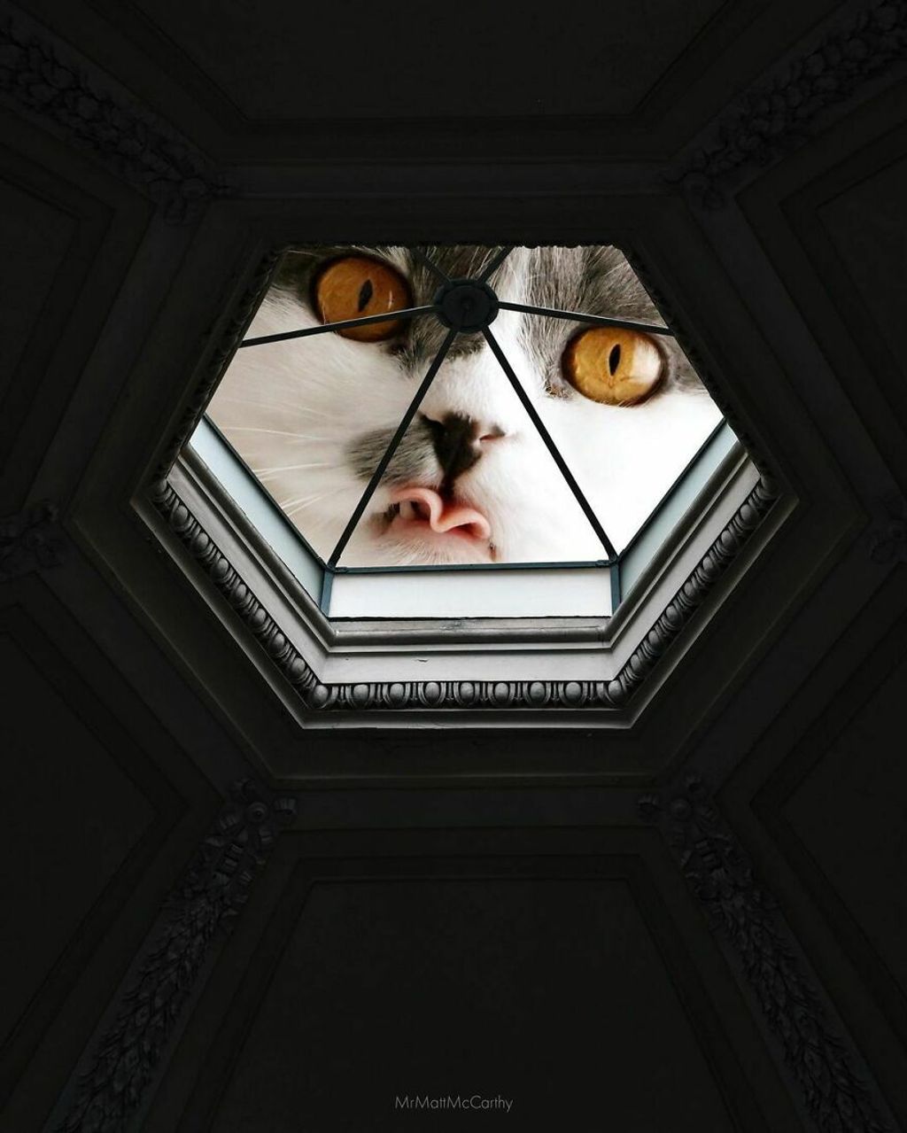 Forrás: Instagram/Matt McCarthy | Cat Collage