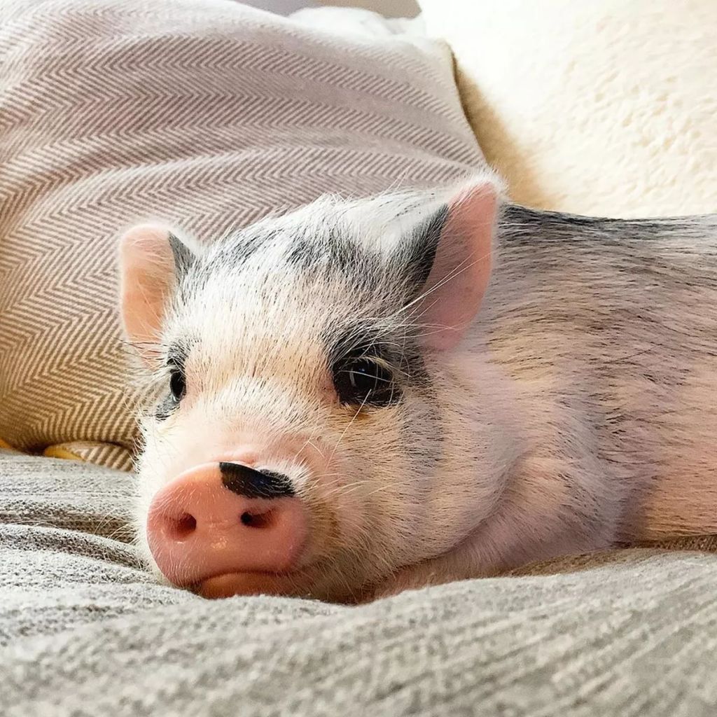 Forrás: Instagram/lucy_thepig