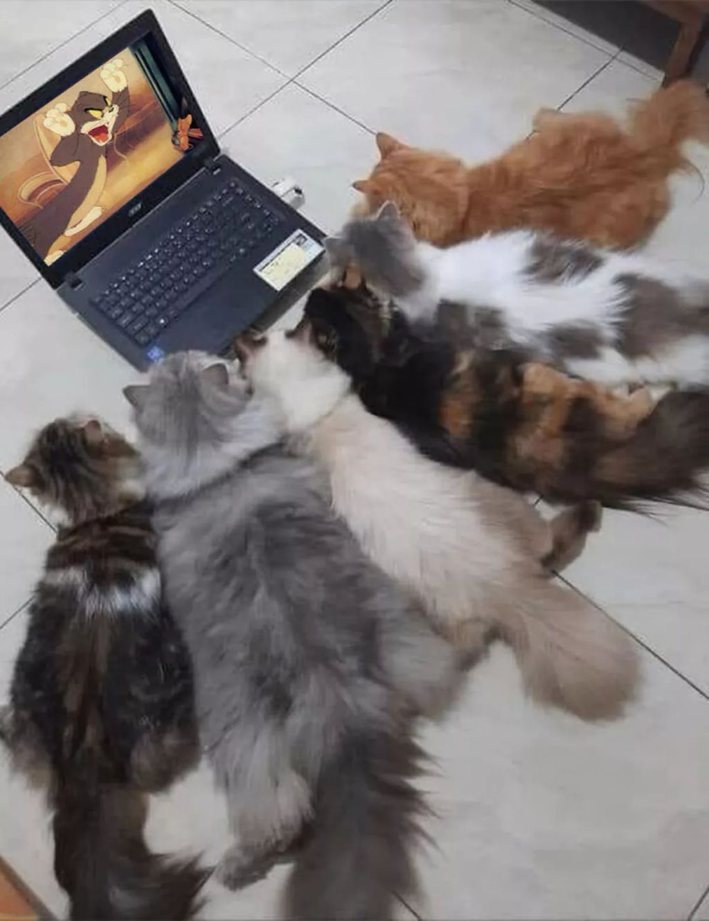 Forrás: Facebook/Important Animal Images