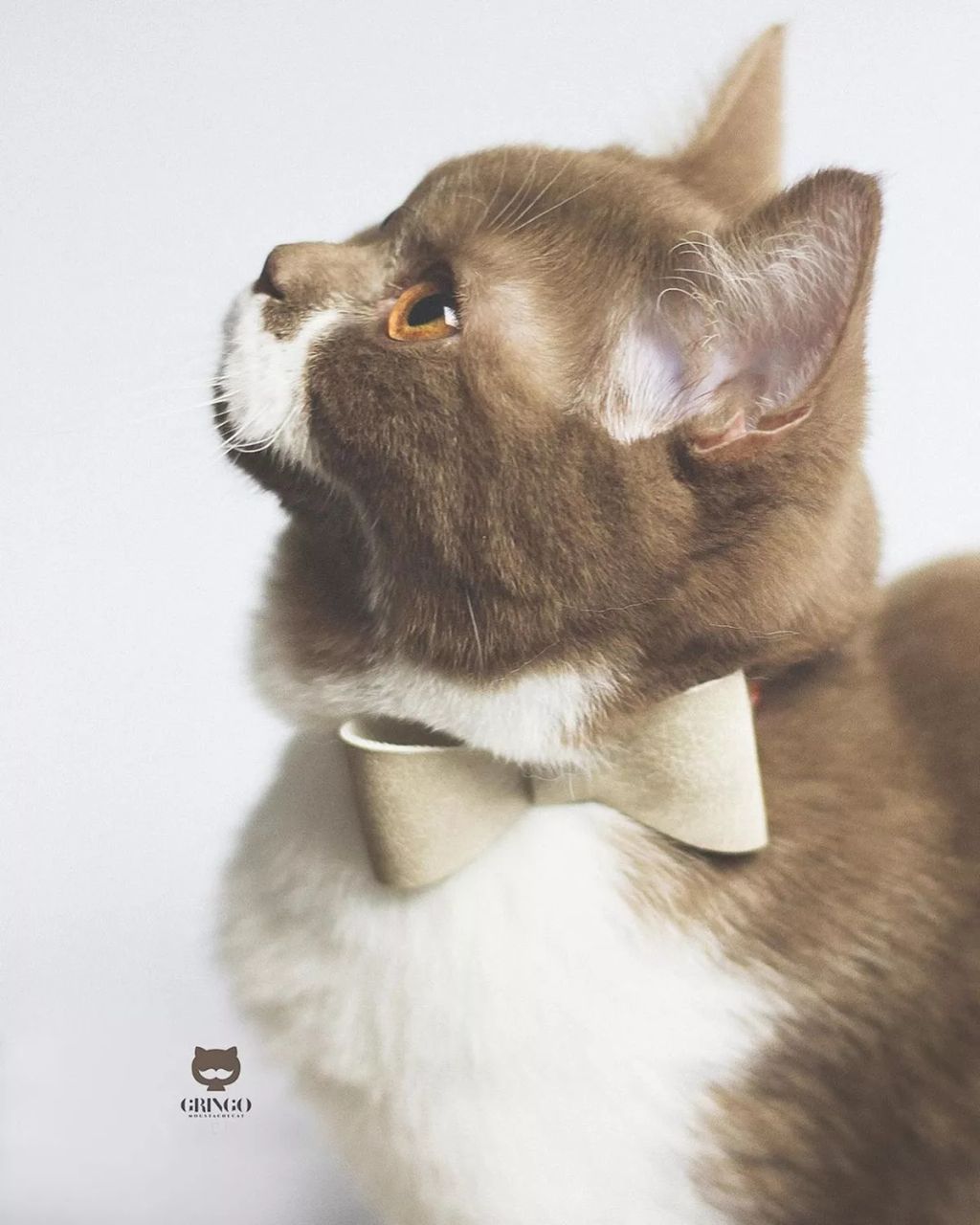 Forrás: Instagram/gringomoustachecat 