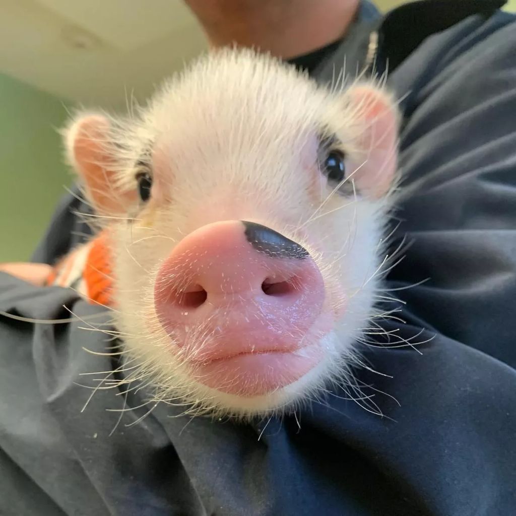 Forrás: Instagram/lucy_thepig