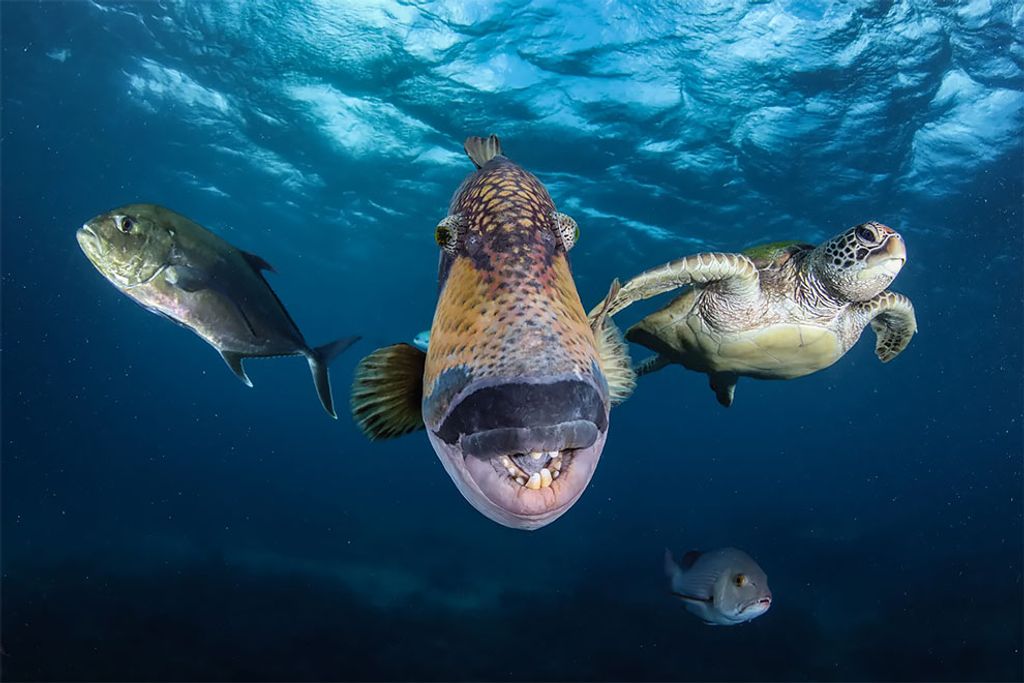 Fotó: Gabriel Guzman/Ocean Art Underwater Photo Competition