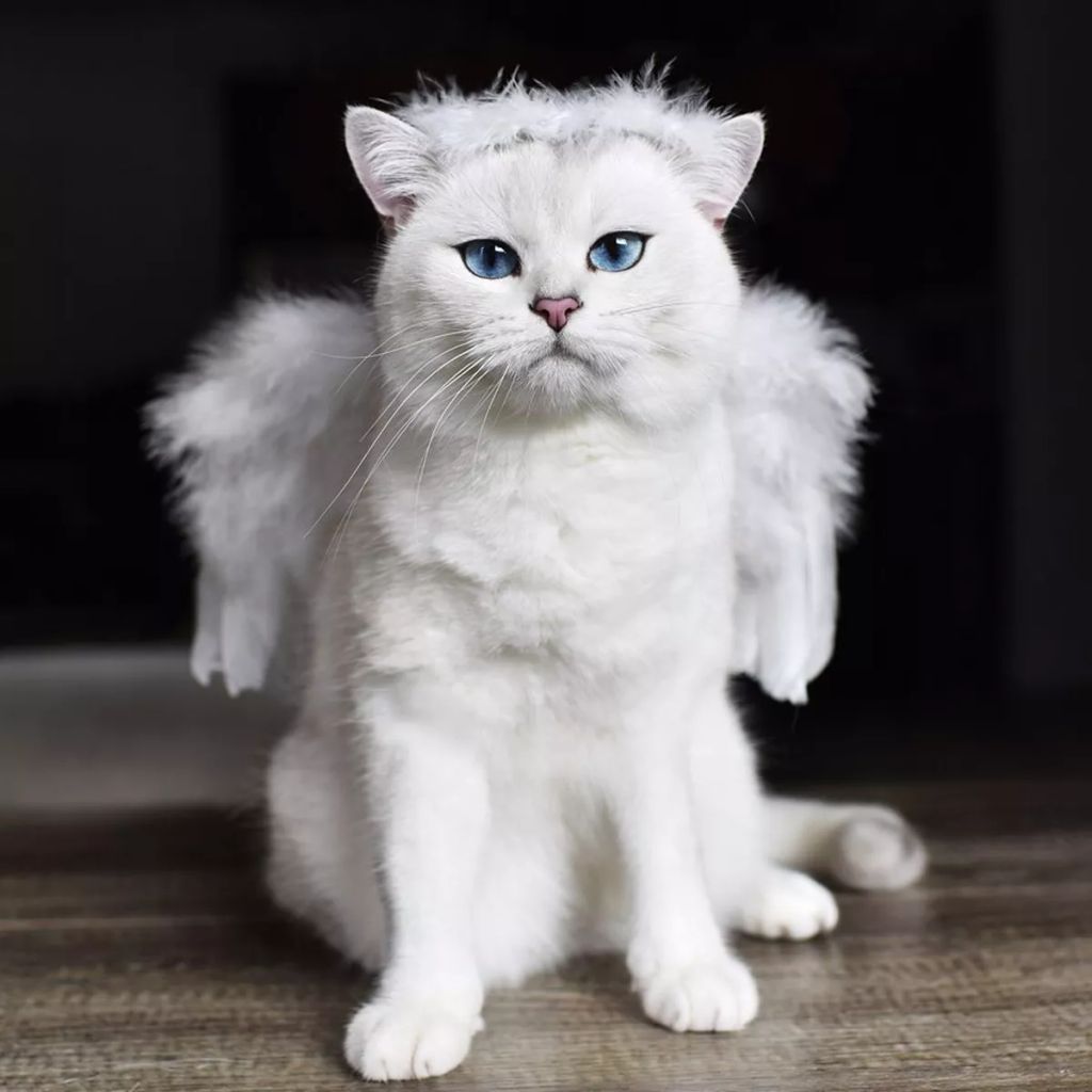 Forrás: Instagram/cobythecat