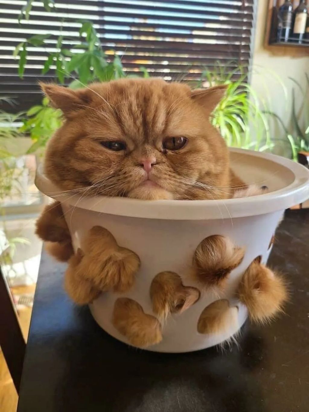 Forrás: Boredpanda