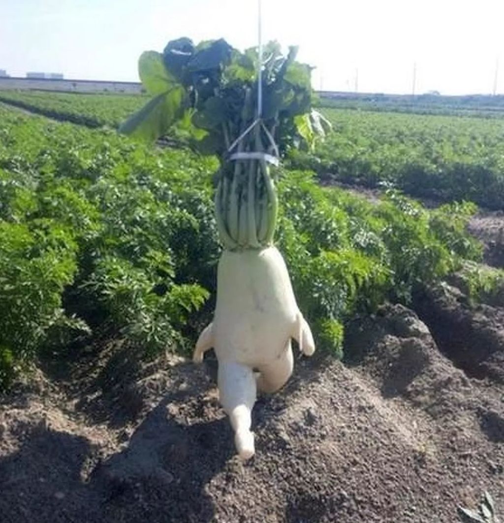 Forrás: Reddit