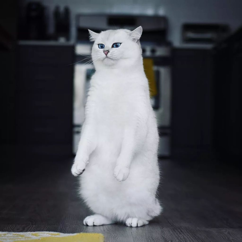 Forrás: Instagram/cobythecat