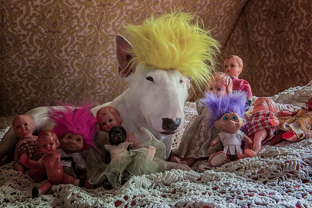 Forrás: Instagram/Claire the Bull Terrier
