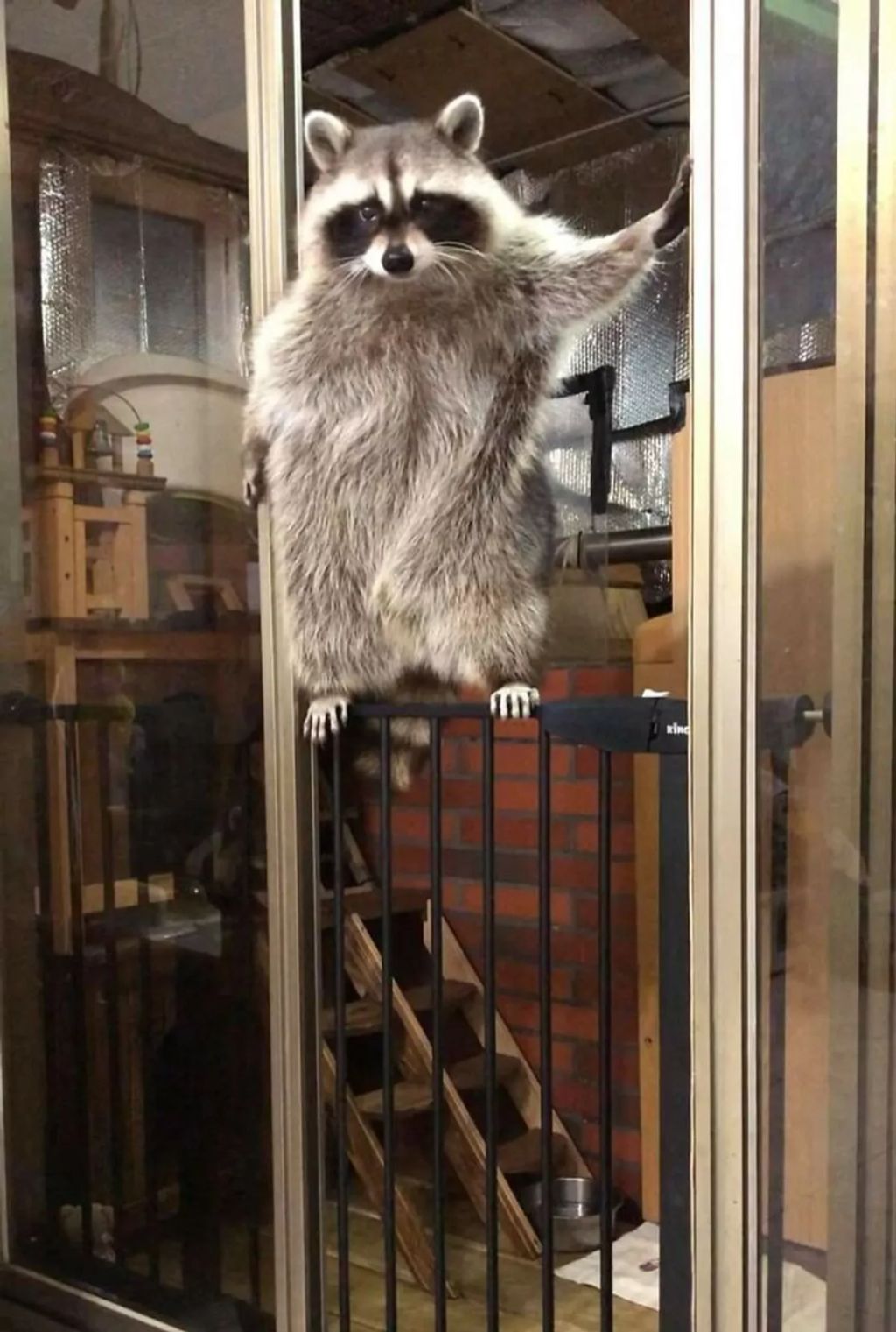 Forrás: Facebook/Important Animal Images
