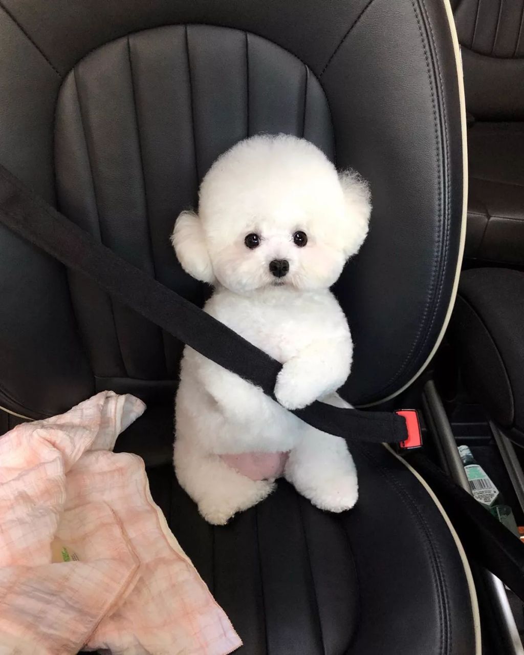 Forrás: Instagram/hazelnut_dog 