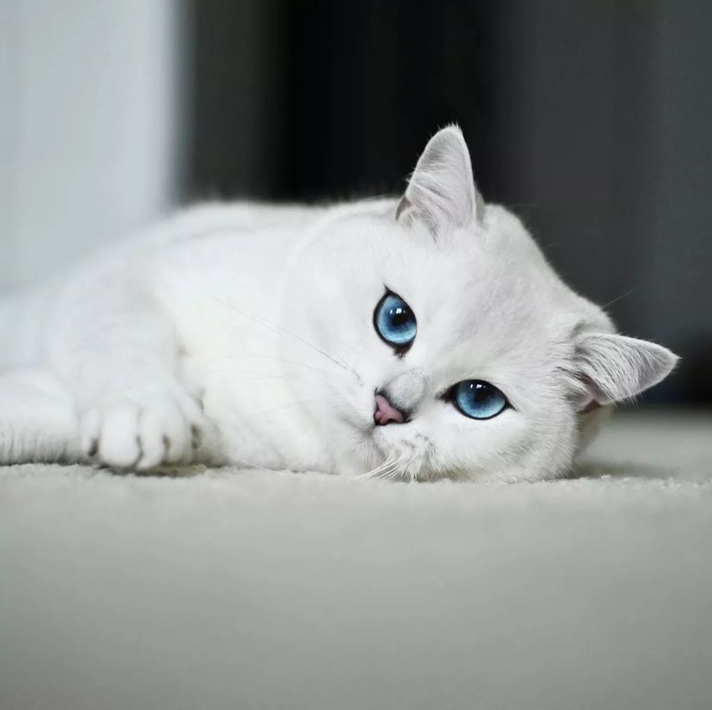 Forrás: Instagram/cobythecat
