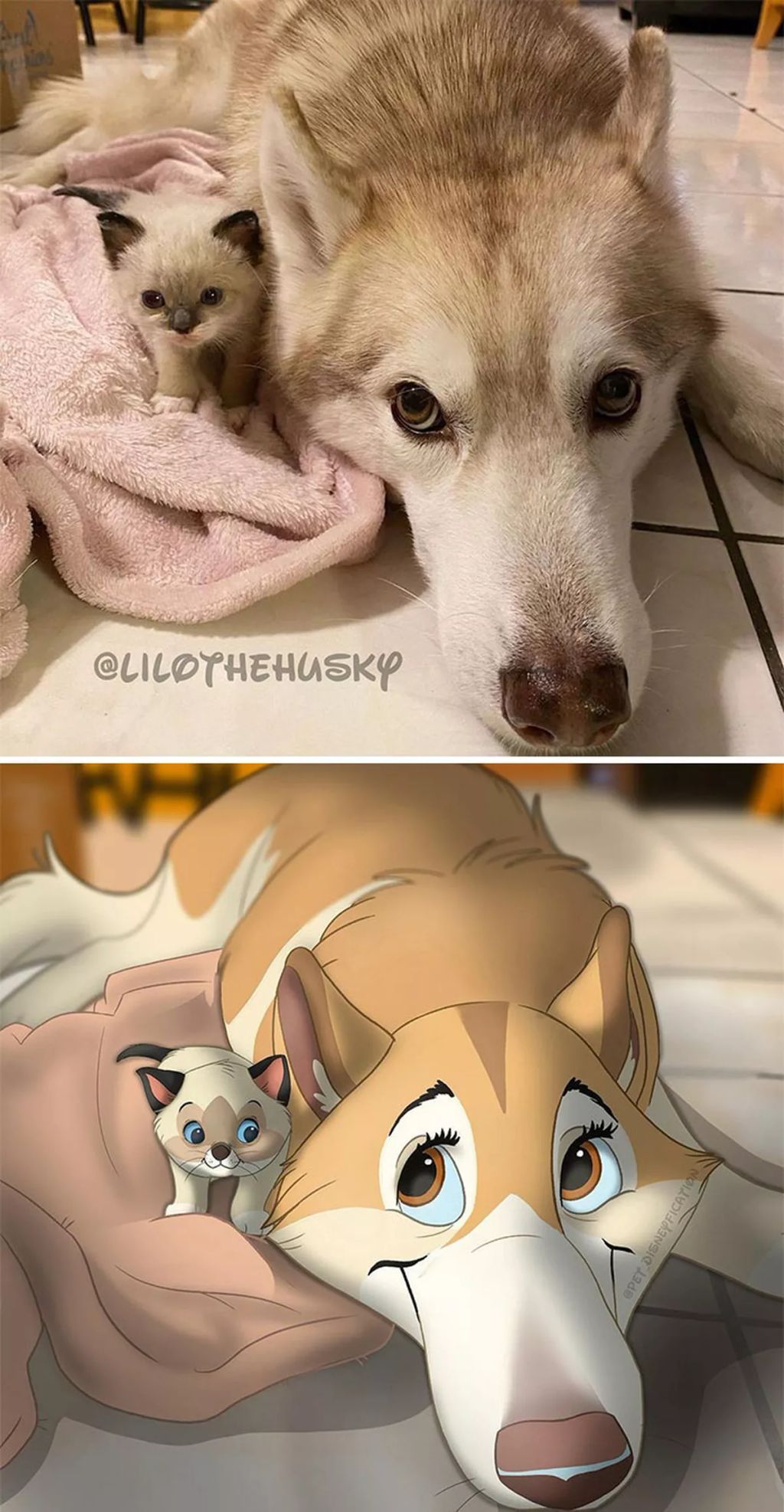 Forrás: Instagram/Pet Disneyfication, Boredpanda