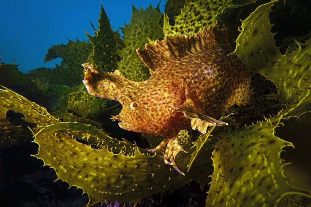 Fotó: Talia Greis/Ocean Art Photography Contest