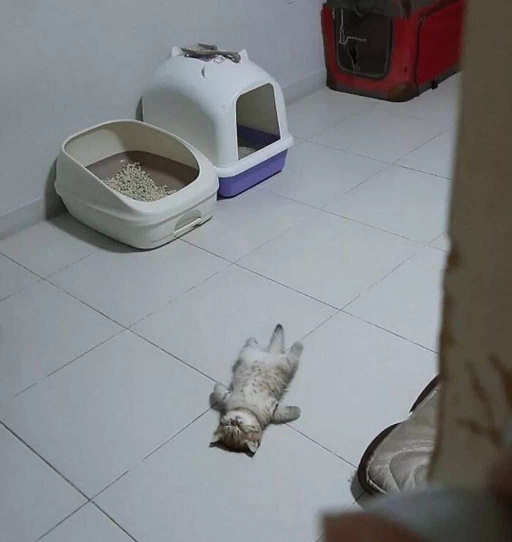 Forrás: Boredpanda