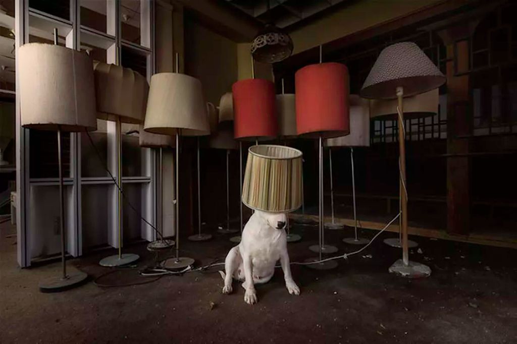 Forrás: Instagram/Claire the Bull Terrier
