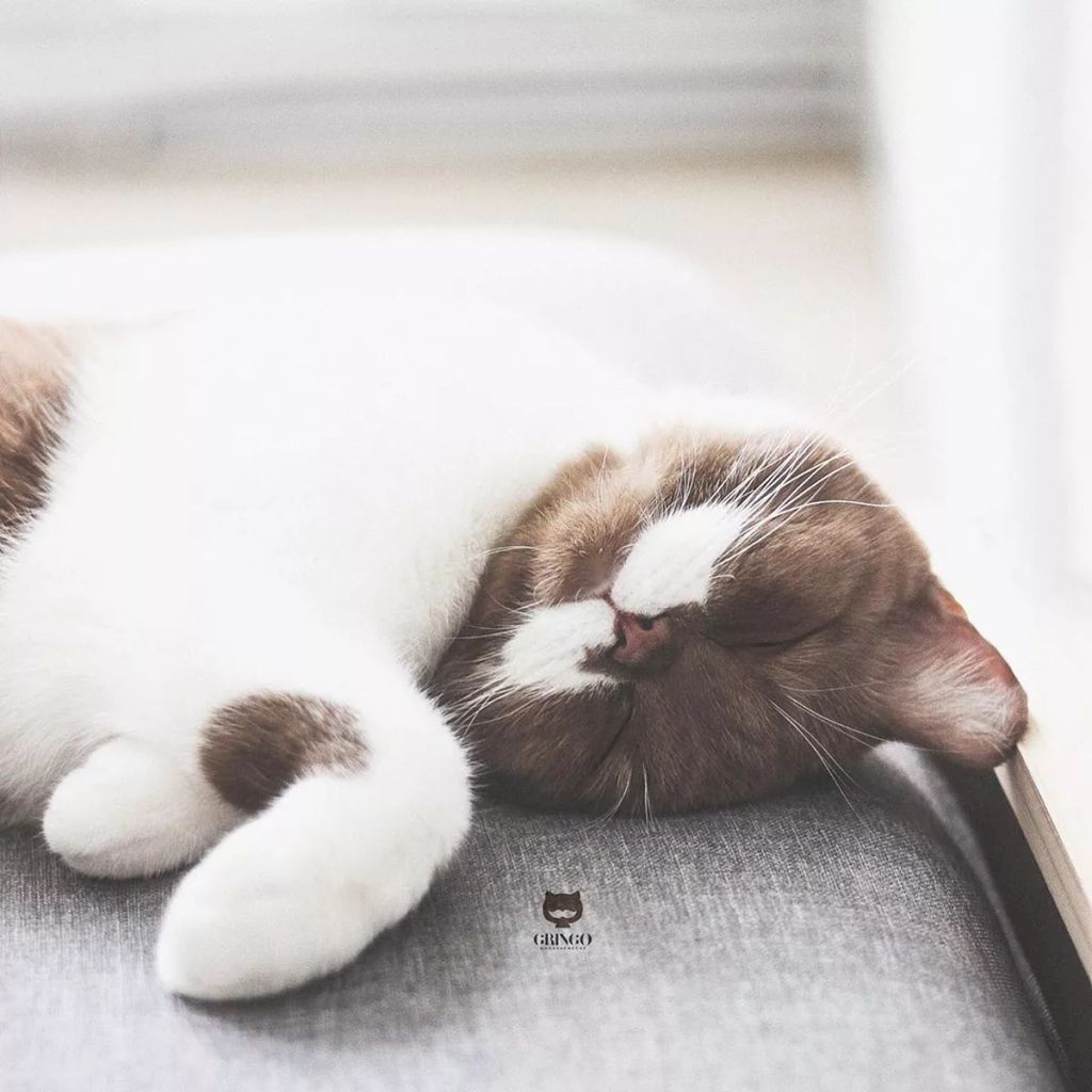 Forrás: Instagram/gringomoustachecat 