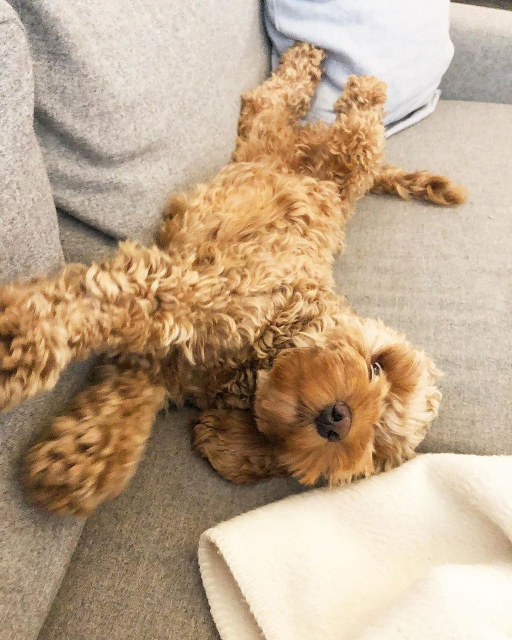 Forrás: Instagram/nugget_thecockapoo 